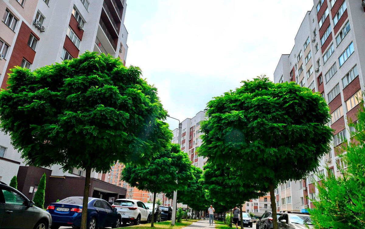 ���� ������ ����