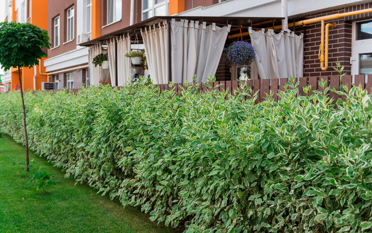 Orange Park ����