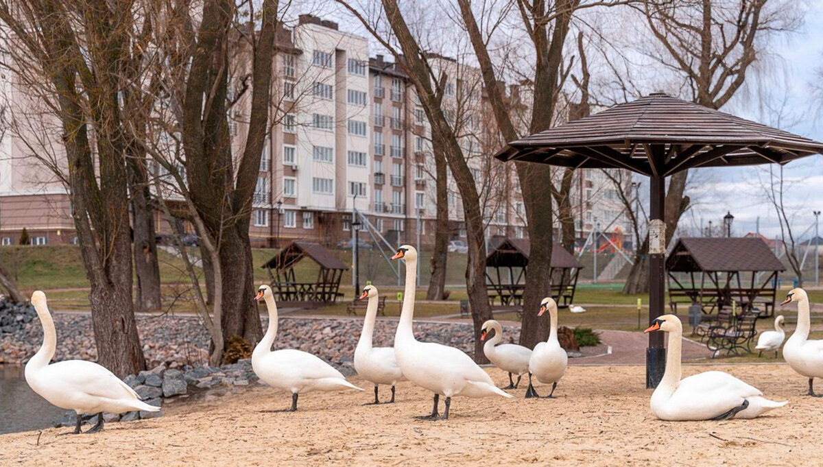 ������� ��� ����