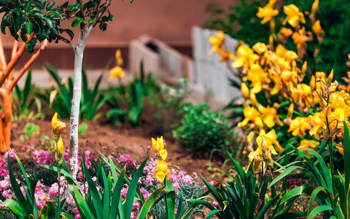 ����� ���� ����